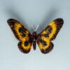 Gold & Black Butterfly Small